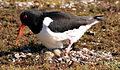 nesting, Dornoch (Scotland)