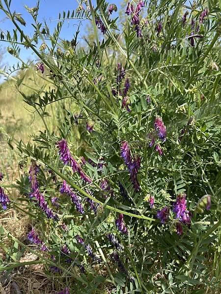 File:Hairy vetch cover crop.jpg