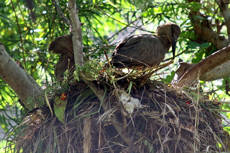 File:Hammerkop (Scopus umbretta) (2855064340).jpg