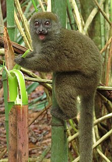 Western lesser bamboo lemur species of mammal