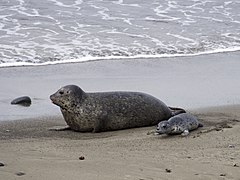 Harbor Seal with young pup.jpg