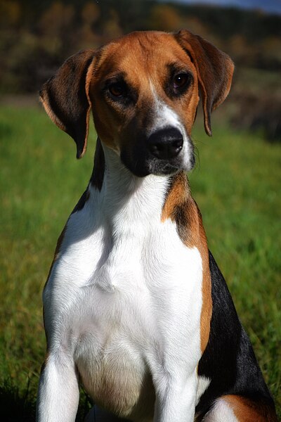 File:Harrier Hound -Pedigree Harrier.jpg