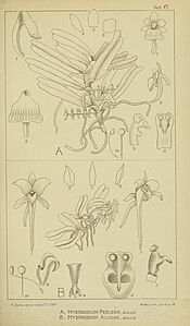 plate 6 Mystacidium peglerae A: Rhipidoglossum xanthopollinium B. Mystacidium aliceae