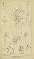 Rhipidoglossum xanthopollinium (as syn. Mystacidium peglerae) plate 6 A in: Harry Bolus: Orchids of South Africa volume II (1911)