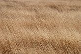 Agilops cf. geniculata (Poaceae) Goatgrass