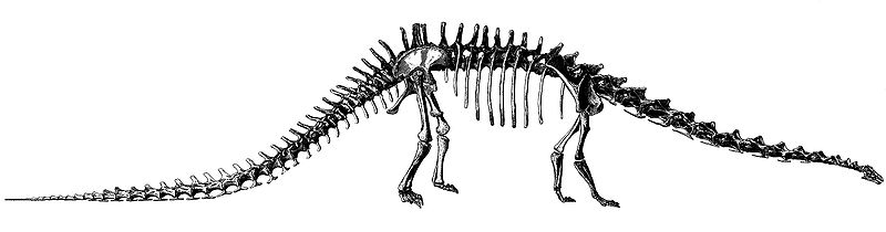 File:Hatcher Diplodocus.jpg