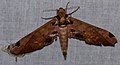 Hawkmoth (Adhemarius ypsilon) battered specimen ... (24834805128).jpg