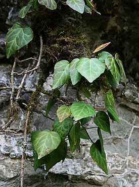 Hedera colchica 1.jpg