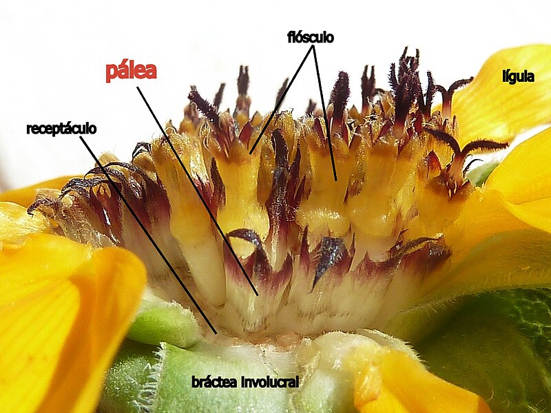 File:Helianthus bolanderi - spanish labels pálea involucro lígula receptáculo flósculo.jpg