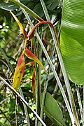 Heliconia platystachys-- False Lobster Claw (29194479864).jpg