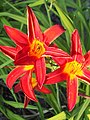 Hemerocallis 'Bess Ross', Liliowiec 'Bess Ross', 2019-07-18