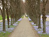 04/2024: Scilla-Blüte an der Herrenhäuser Allee