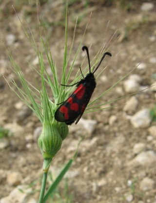 <i>Zygaena graslini</i> Species of moth