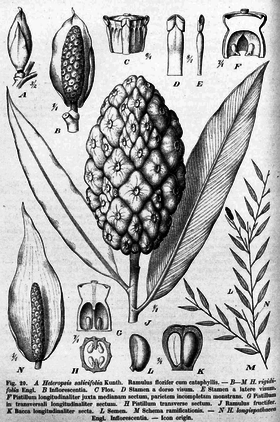 Heteropsis salicifolia