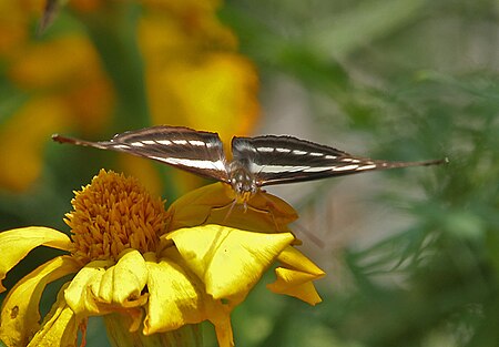 Himalayan Sergeant (Athyma opalina) at Jayanti, Duars, West Bengal W Picture 267.jpg