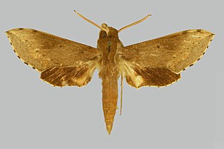 <i>Hippotion butleri</i> species of moth