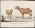 Hircus aegagrus - 1700-1880 - Print - Iconographia Zoologica - Special Collections University of Amsterdam - UBA01 IZ21300247.tif
