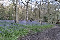 Bluebells in Hodgemoor Wood