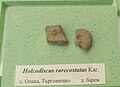 en:Holcodiscus rarecostatus Kar. Opaka, Targovishte Province at the en:Sofia University "St. Kliment Ohridski" Museum of Paleontology and Historical Geology