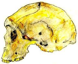 Homo rhodesiensis.jpg
