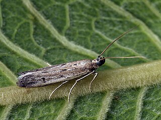 <i>Homoeosoma nebulella</i> Species of moth