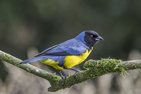 Hooded mountain tanager (Buthraupis montana cucullata)