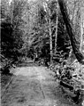Horse-drawn carriage on road through forest, May 30, 1899 (WASTATE 2561).jpeg