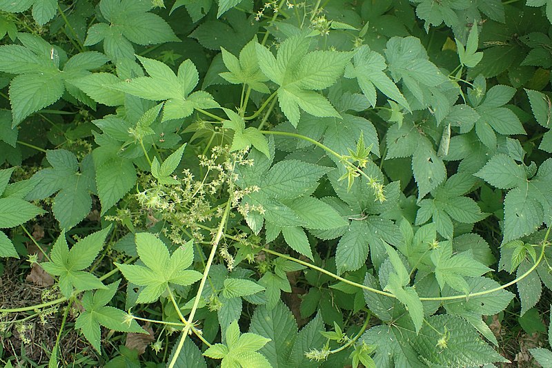 File:Humulus japonicus kz01.jpg