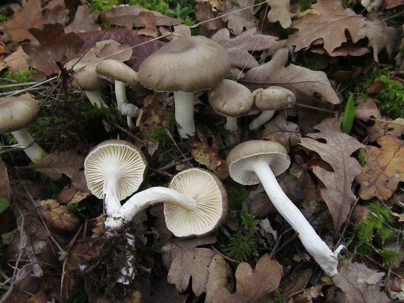 File:Hygrophorus agathosmus 195607.jpg