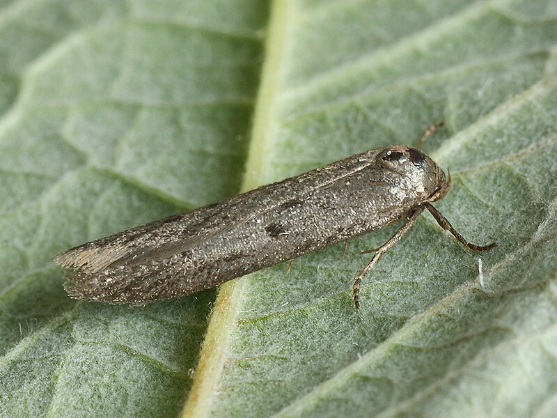 File:Hypatopa binotella - Spotted dowd moth (40781376881).jpg