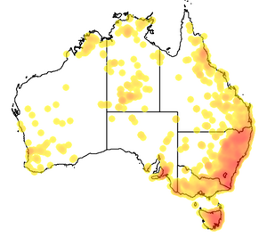 The distribution of Hypericum gramineum in Australia Hypericum gramineum map.png