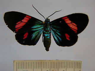 <i>Hypocrita glauca</i> Species of moth