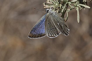 Icaricia icarioides