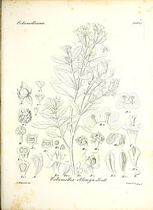 Iconographia generum plantarum (11464877944).jpg