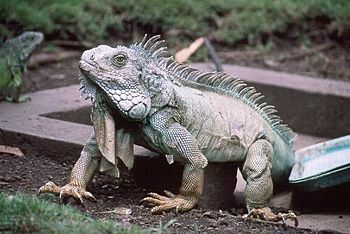 Iguana