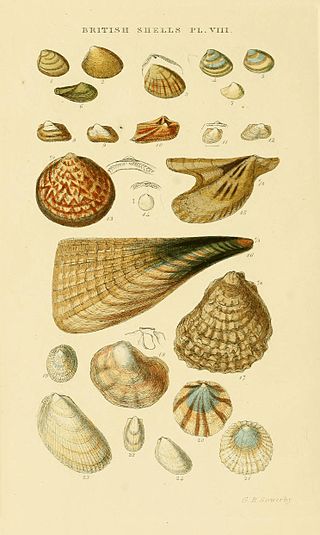 <i>Limaria pellucida</i> Species of bivalve