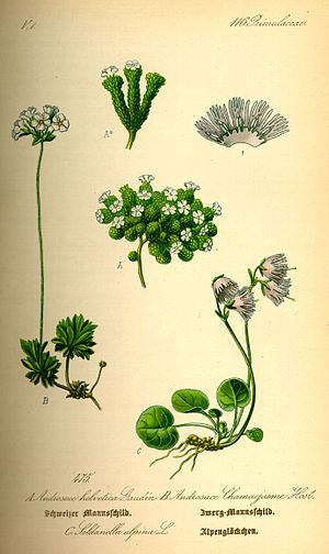 Illustration Soldanella alpina0.jpg