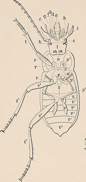 File:Image from page 078 of "Introduction to zoology; a guide to the study of animals, for the use of secondary schools;" (1900) (14598309999).jpg