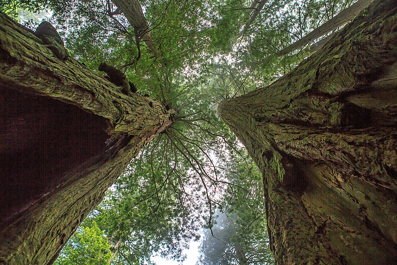 File:In the California redwood forests of N Calif. on Hwy 101 (7975475158).jpg