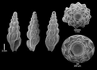<i>Inodrillia dalli</i> Species of gastropod