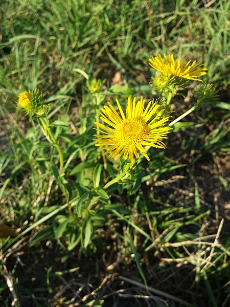 File:Inula britannica sl4.jpg