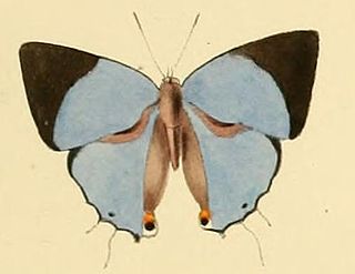 <i>Iolaus bolissus</i> Species of butterfly