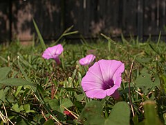 Ipomoea cordatotriloba.