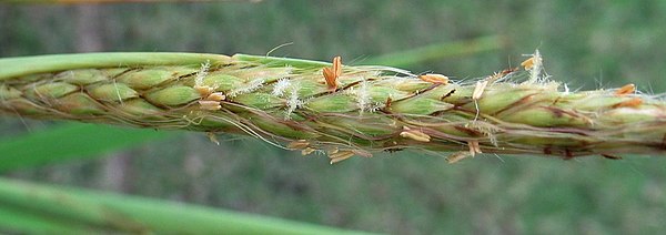 I. byrone flowering Ischaemum byrone (4832011541).jpg