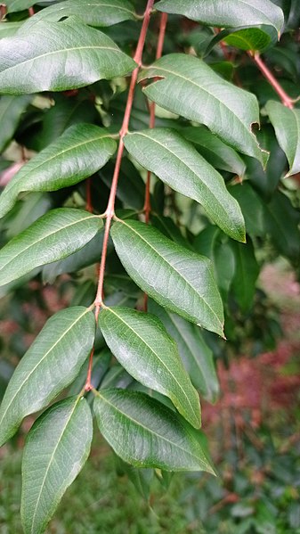 File:Jabuticaba filotaxia.jpg