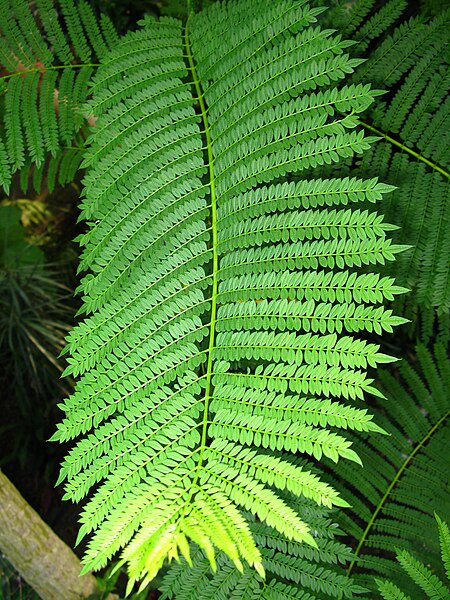 File:Jacaranda mimosifolia PAN leafs (edit).jpg