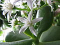 Jade Flower.jpg