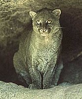 Jaguarondi ou Puma yagouaroundi appelé aussi eyra. Présent dans presque toute la province.
