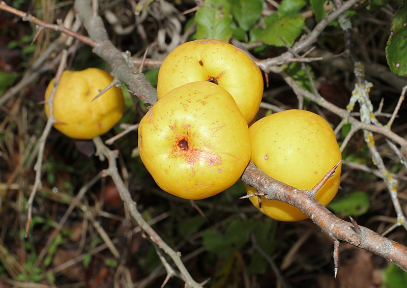 File:Japanese quince fruit 2015 G1.jpg