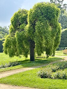 Abbildung eines japanischen Schnurbaums, der im Schlosspark wächst